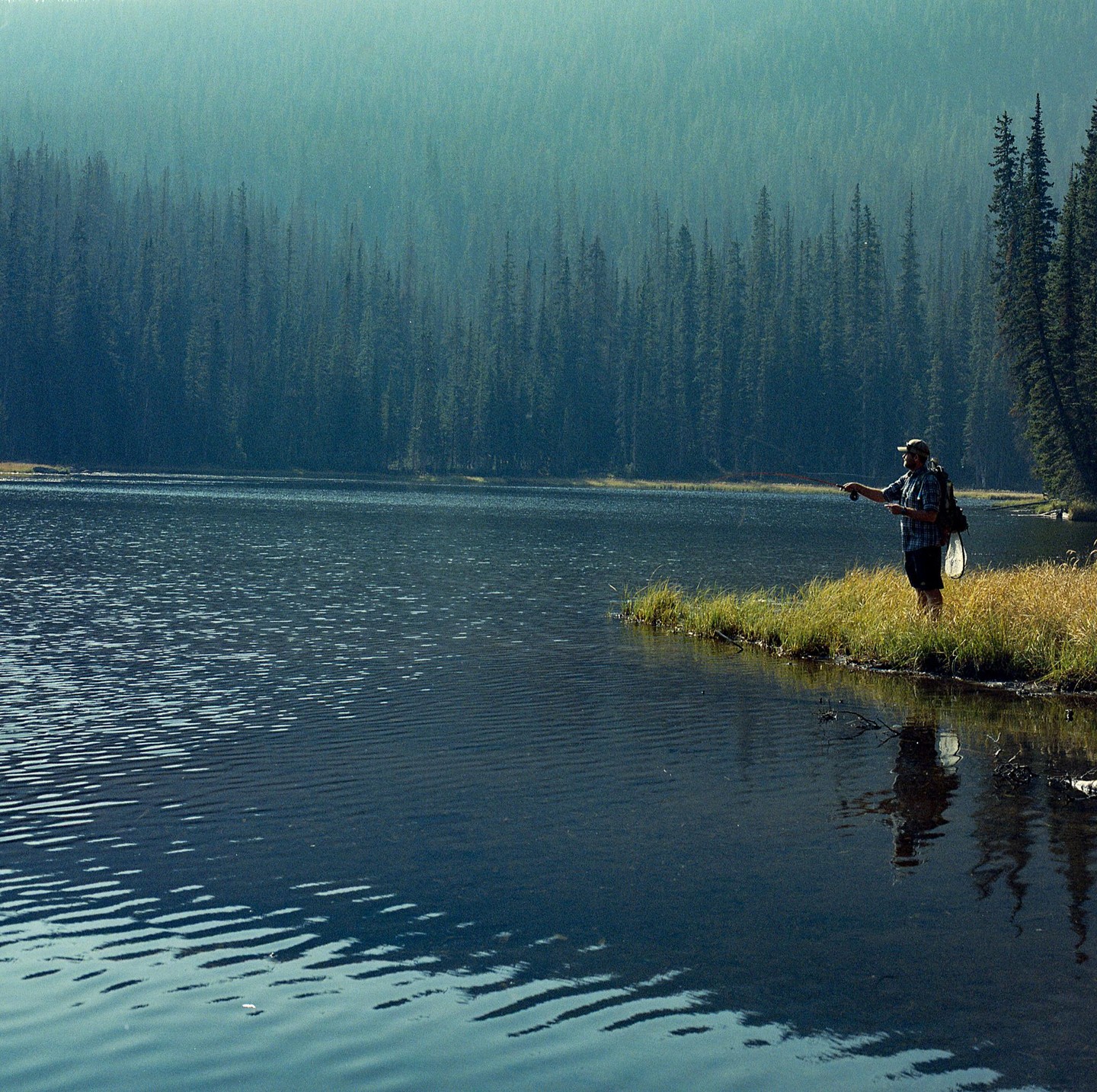 A man stands on a grassy bank next to a lake, fly fishing with a dense forest in the background.