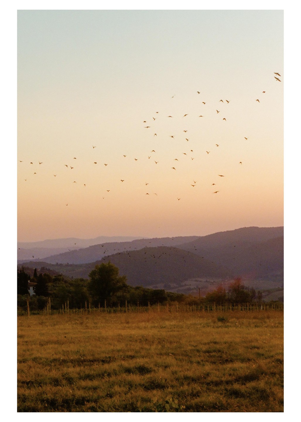 A flock of birds flies over a field with rolling hills in the background at sunset.