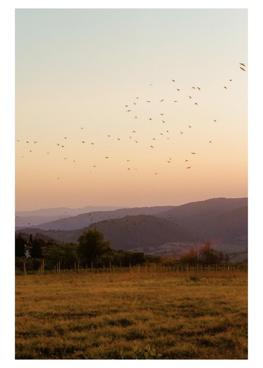 A flock of birds flies over a field with rolling hills in the background at sunset.