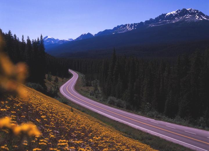 A winding road cuts through a forest with a field of yellow flowers in the foreground and snow-capped mountains in the background.
