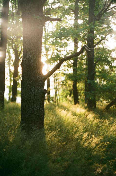 Sunlight streams through trees and illuminates tall grass in a forest.
