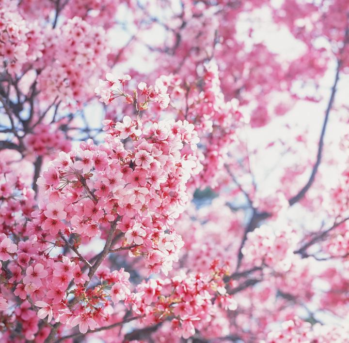 A close-up view shows many pink cherry blossoms on branches.