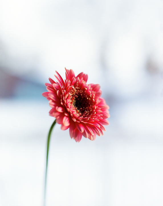 A single pink gerbera daisy with a green stem is centered against a bright, soft-focus background.