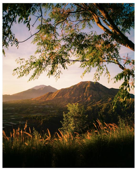 A tree branch hangs over a mountain landscape with tall grass in the foreground during golden hour.