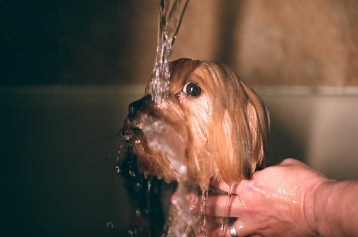 A small dog with wet fur is being rinsed with water by a person's hand.
