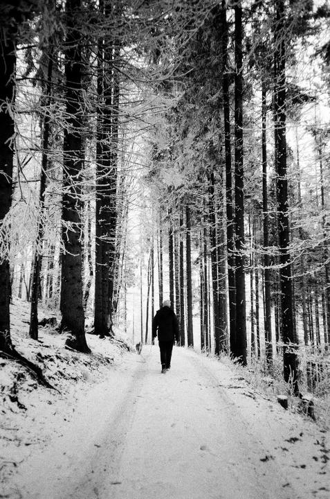 A person walks a dog down a snowy path through a forest of tall trees covered in frost.