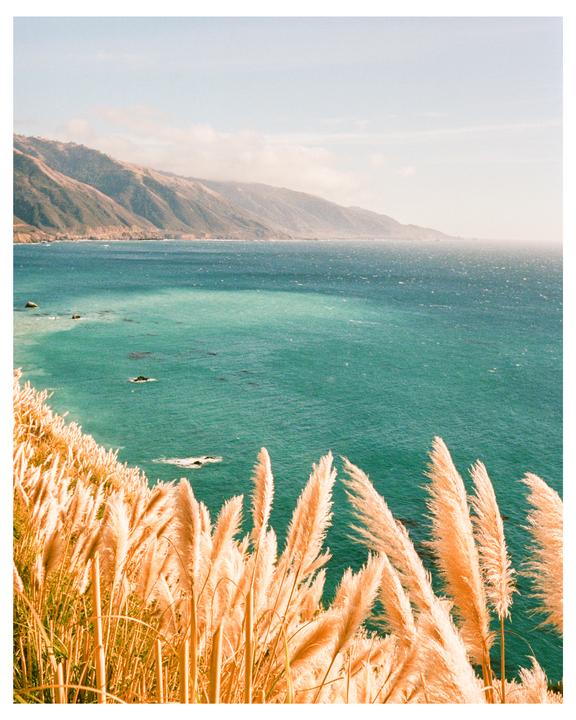 Golden reeds grow on a hillside overlooking a turquoise ocean and distant mountains.