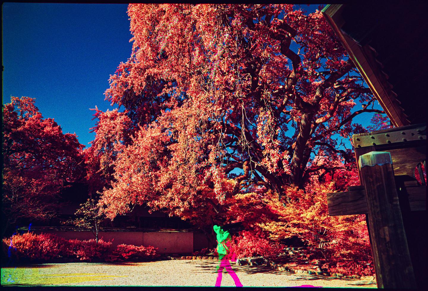 A large tree with red foliage stands against a bright blue sky, with a wooden structure visible on the right.