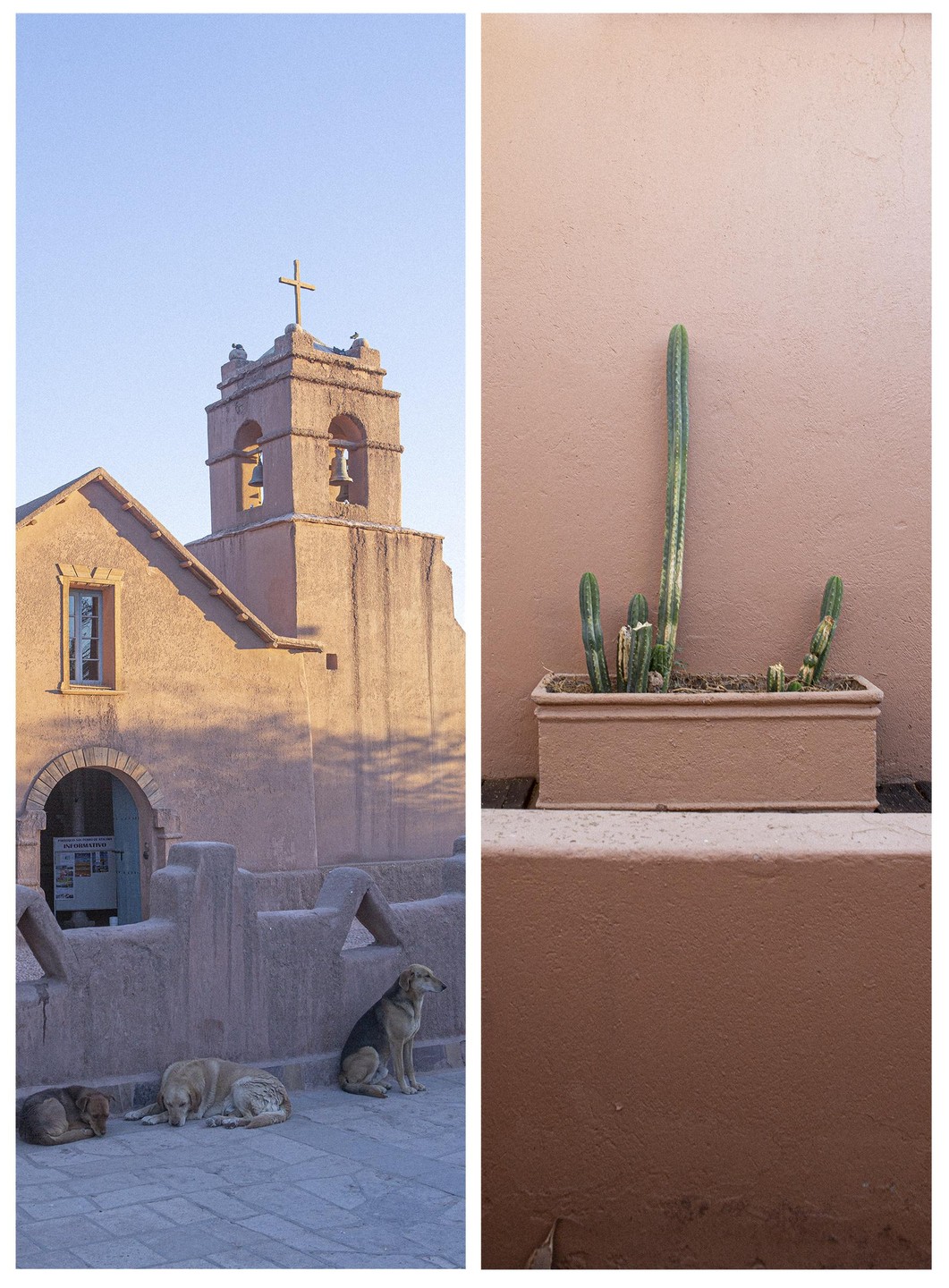 Three dogs rest on the ground in front of a church with a bell tower, next to a wall with a planter of cacti.