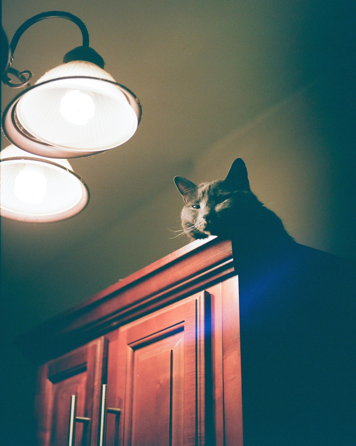 A cat sits atop a wooden cabinet, illuminated by two overhead lights.