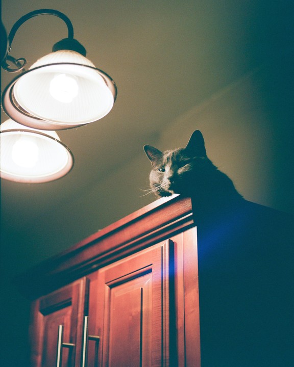 A cat sits atop a wooden cabinet, illuminated by two overhead lights.