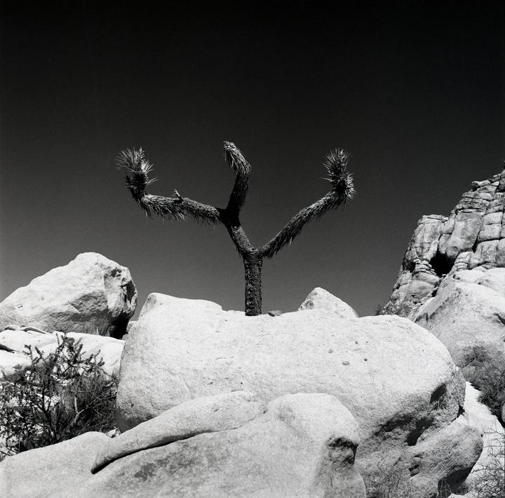 A Joshua tree grows out of a large rock formation in a desert landscape.