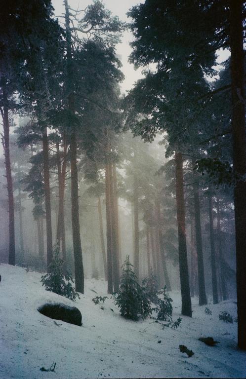 A snowy forest is filled with tall pine trees and a thick fog.