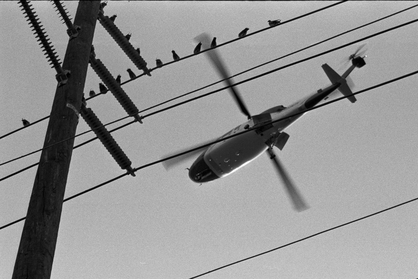 A helicopter flies past a utility pole and power lines with birds perched on them.