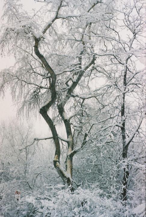 Snow covers the branches of several trees and the ground in a winter landscape.