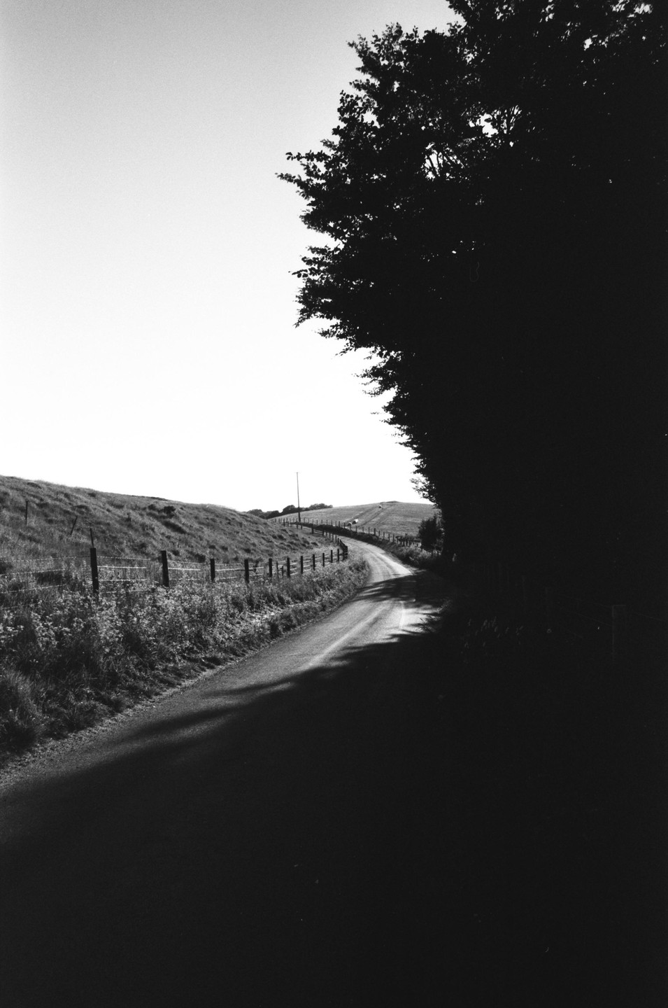 A winding road goes over a hill with a fence and field on one side and a large tree on the other.