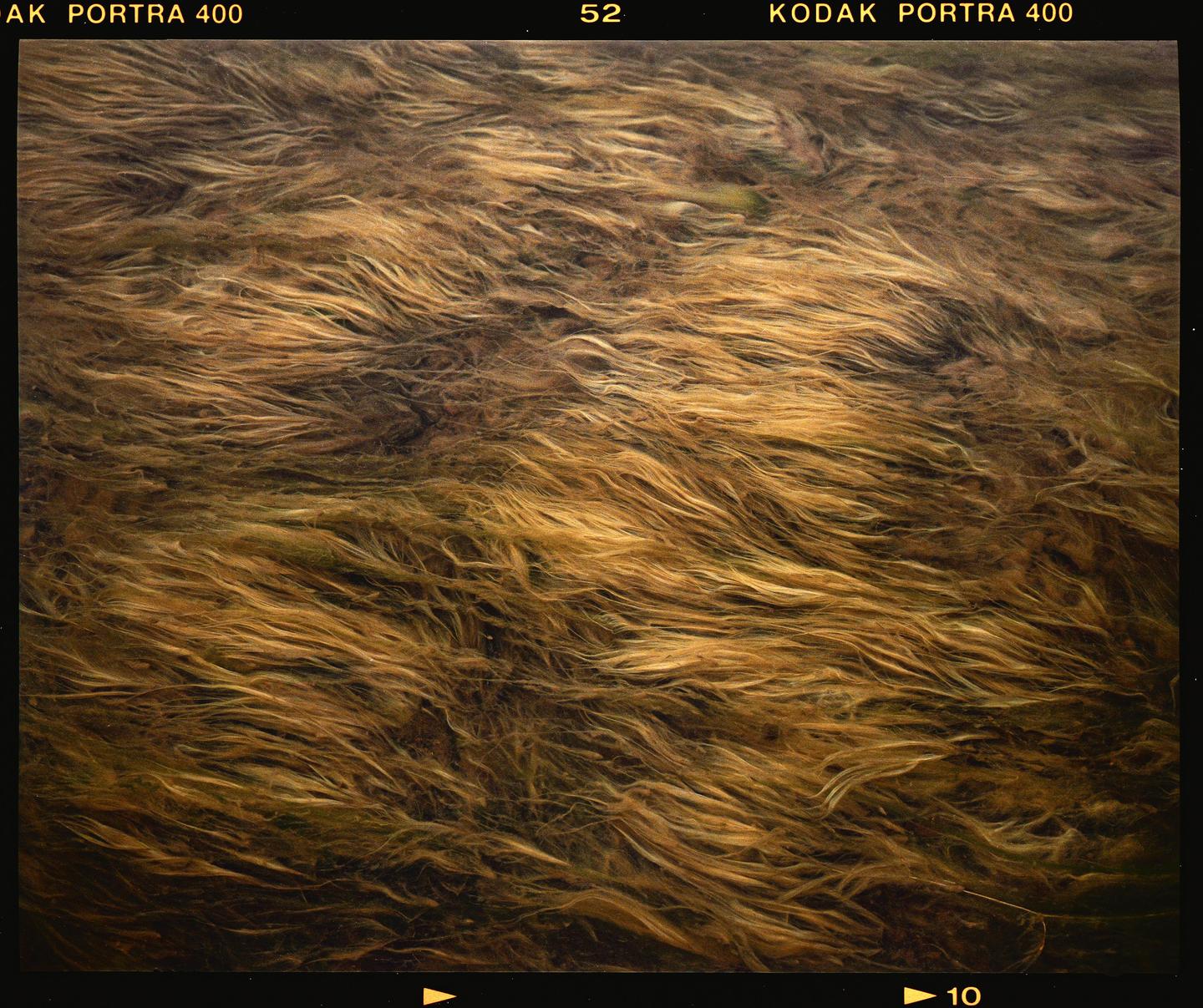 A close-up view shows long strands of sea grass swaying underwater.