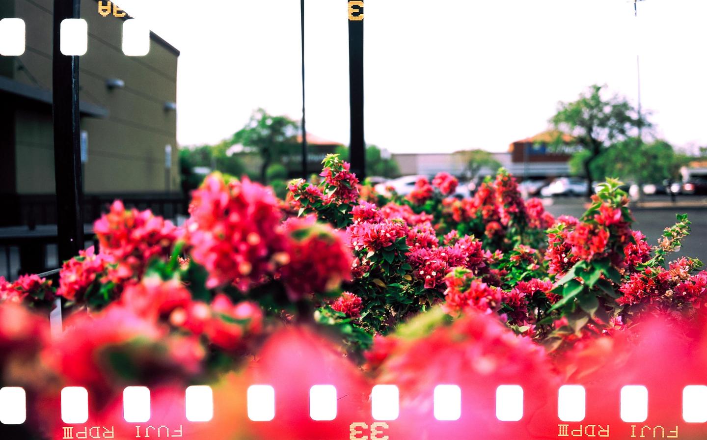 A vibrant bush of pink and red flowers is in the foreground with a building and parking lot in the background.
