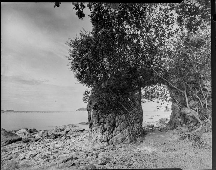 A rocky beach with a natural arch formed by trees and rocks overlooks a calm sea with distant islands.