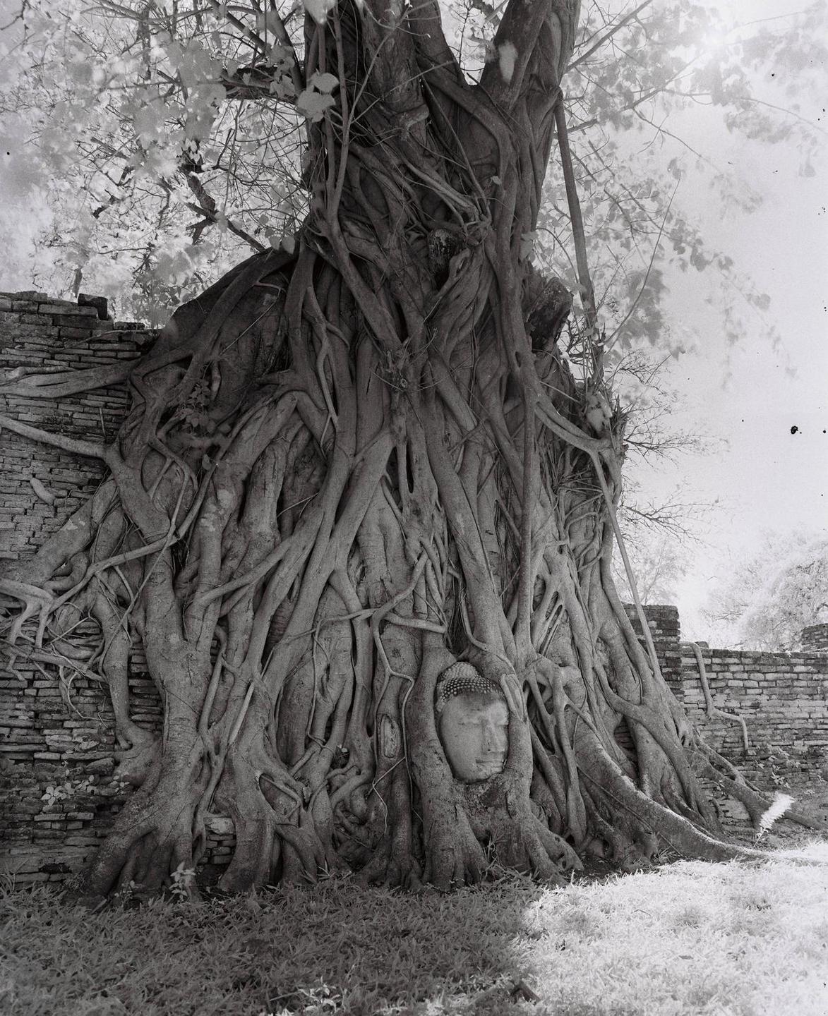 A stone buddha head is nestled within the roots of a large tree next to a brick wall.