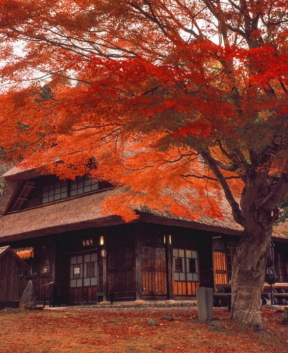 A traditional Japanese house with a thatched roof is surrounded by a tree with vibrant red autumn foliage.