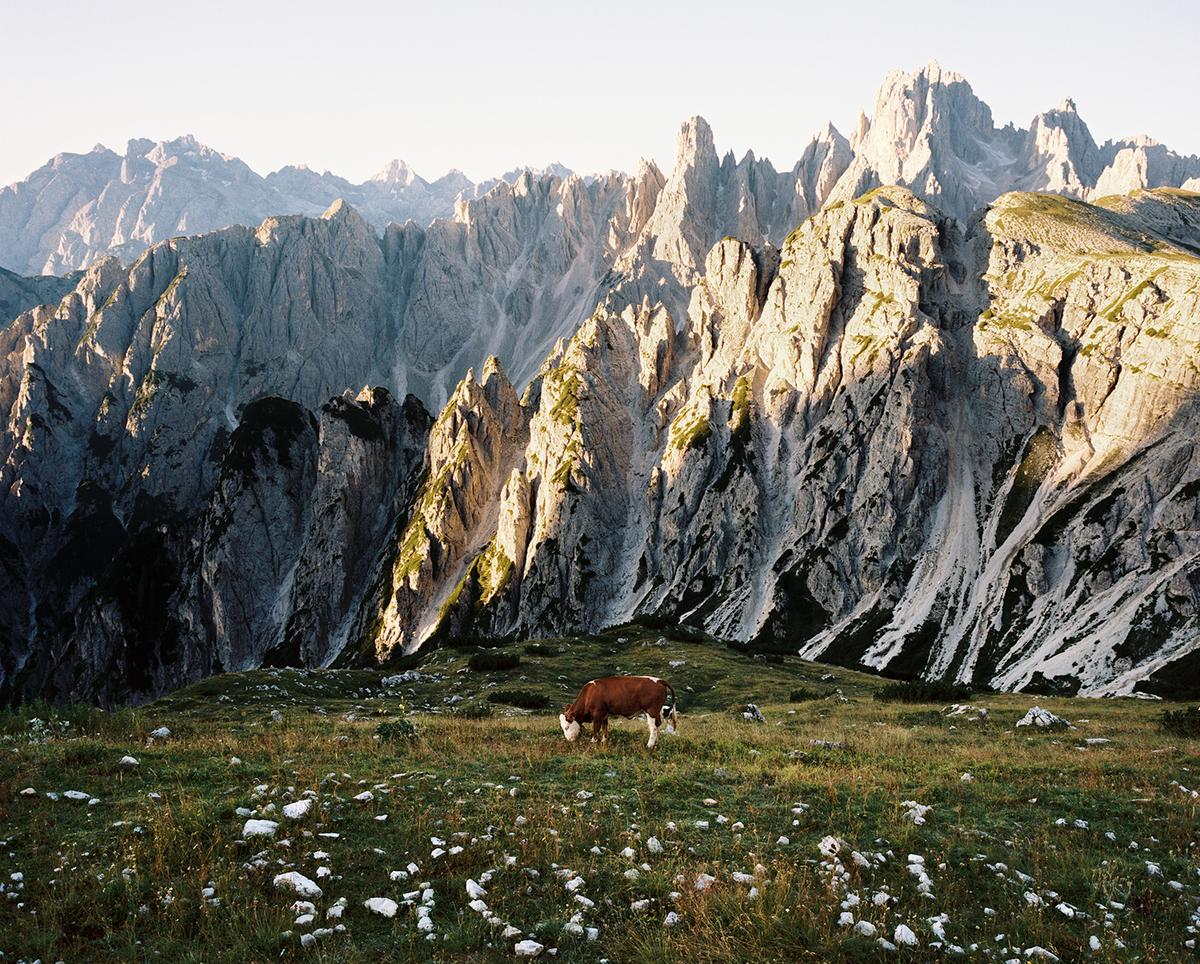 A brown and white cow grazes in a grassy mountain pasture with rocky peaks in the background.