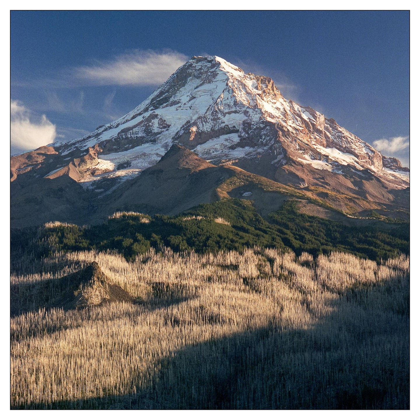 A snow-capped mountain rises above a forest with a section of dead trees in the foreground, partially covered by shadow.