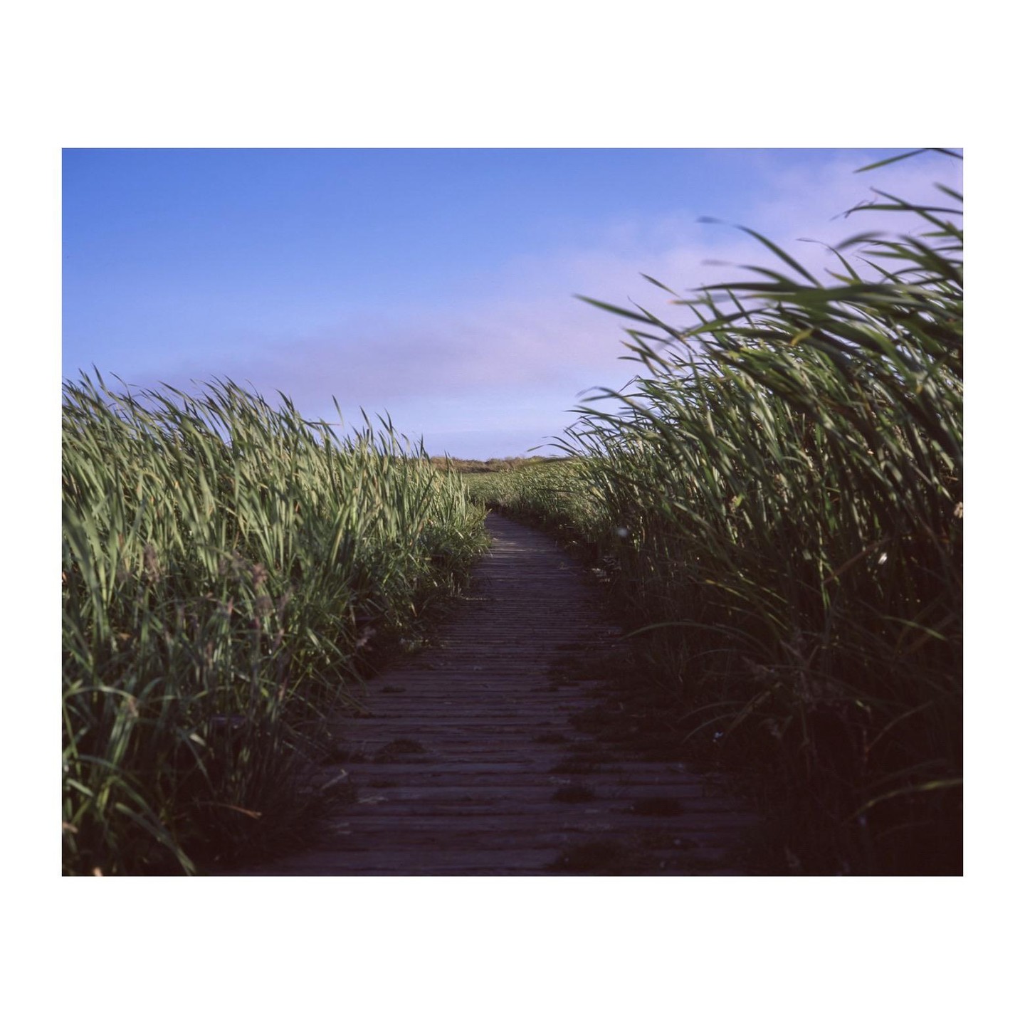 A wooden boardwalk path is surrounded by tall green grass under a blue sky with a hint of pink.
