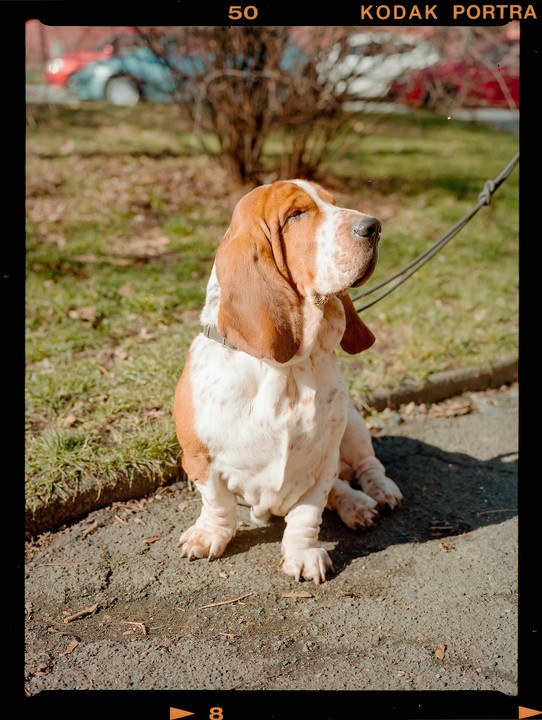 A basset hound sits on a paved surface with grass and bushes in the background.