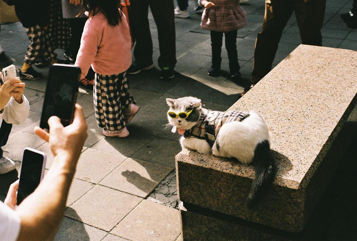 A cat wearing sunglasses and a plaid shirt sits on a stone bench while people walk by and take photos.