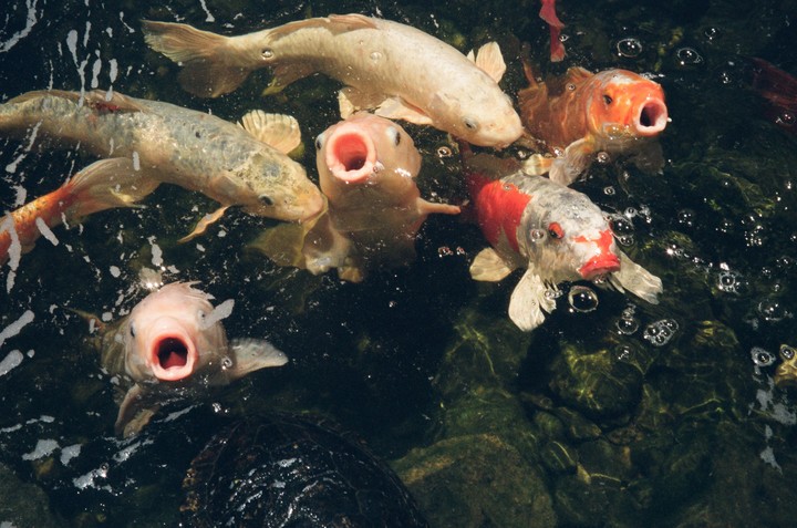 Several koi fish with open mouths are visible in dark water, with one turtle partially visible at the bottom.