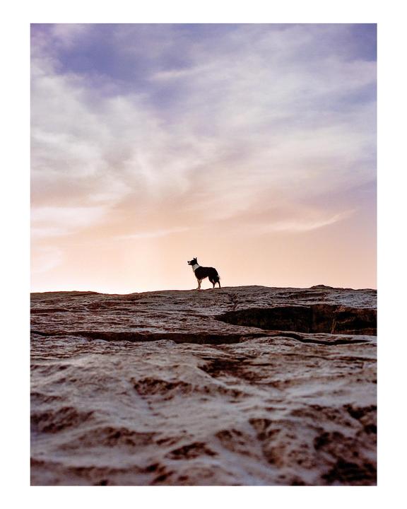 A dog stands on a rocky outcrop against a colorful sky at dawn.