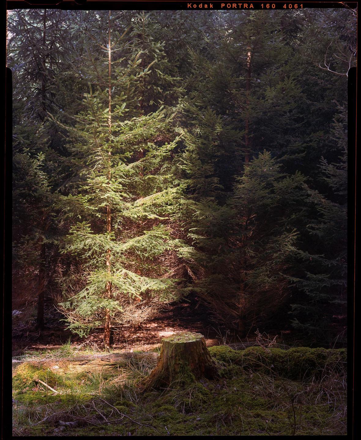 A tree stump sits in a forest with a single tree illuminated by a shaft of light.