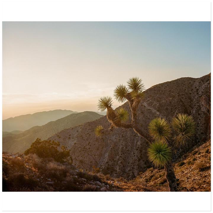 A joshua tree stands on a rocky hillside with mountains in the background at sunset.