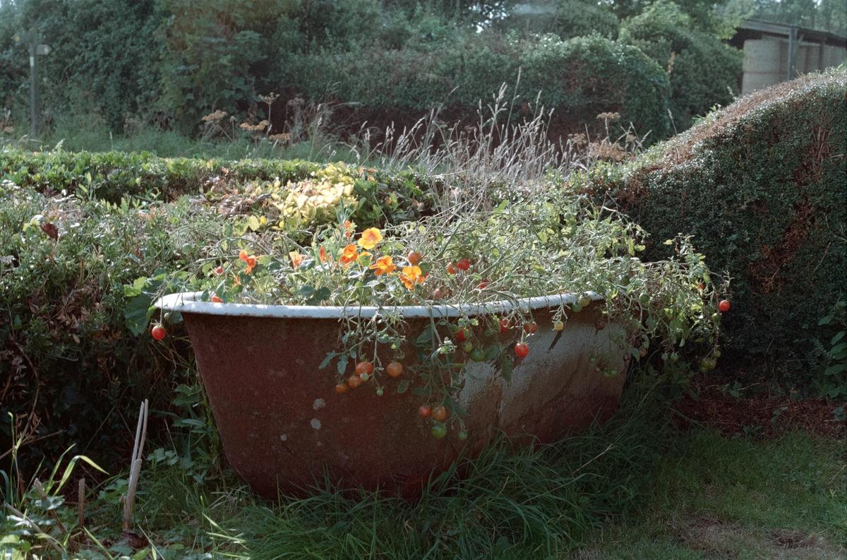 A rusty bathtub in a garden is filled with tomato plants and orange flowers.
