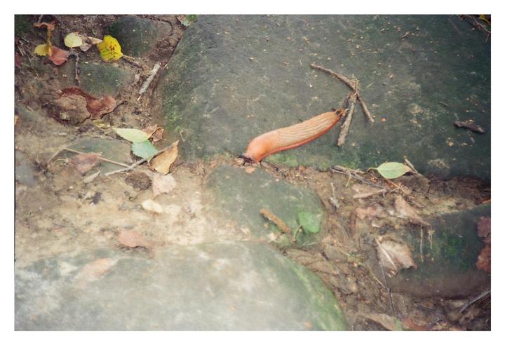 A slug crawls across a rock surrounded by dirt and fallen leaves.