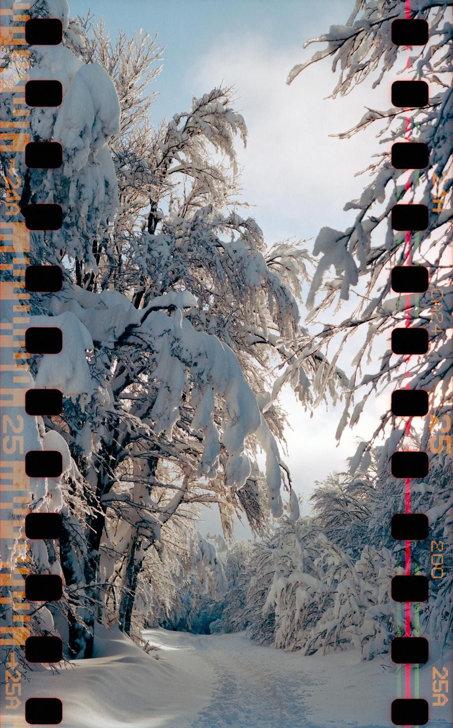 A snow-covered path winds through a forest of snow-laden trees under a bright sky.