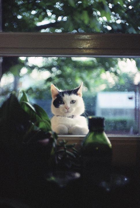 A white cat with a black patch over one eye sits on a windowsill, looking directly at the viewer.