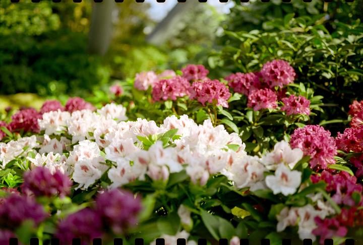 A garden is filled with white and magenta rhododendron blossoms.