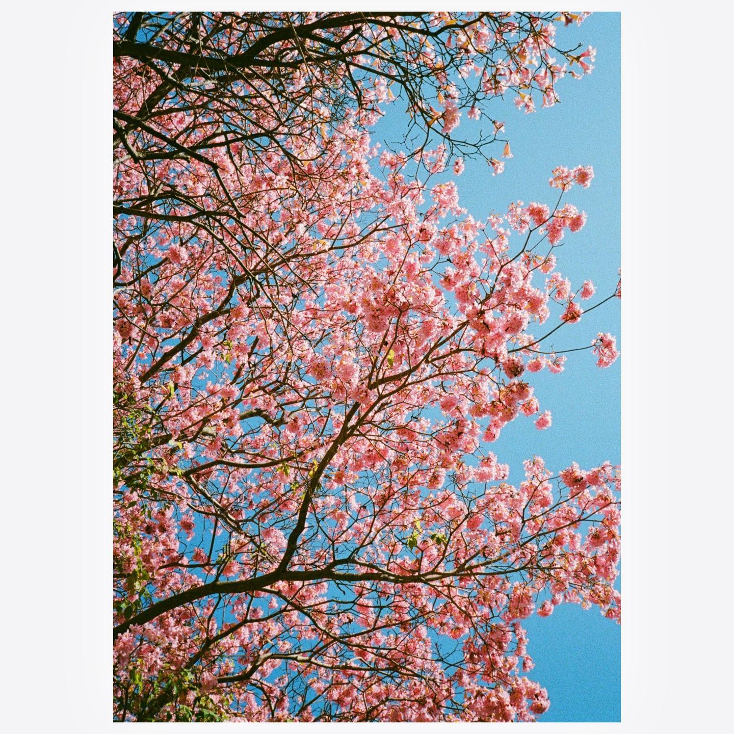 Pink trumpet tree blossoms are visible against a clear blue sky.