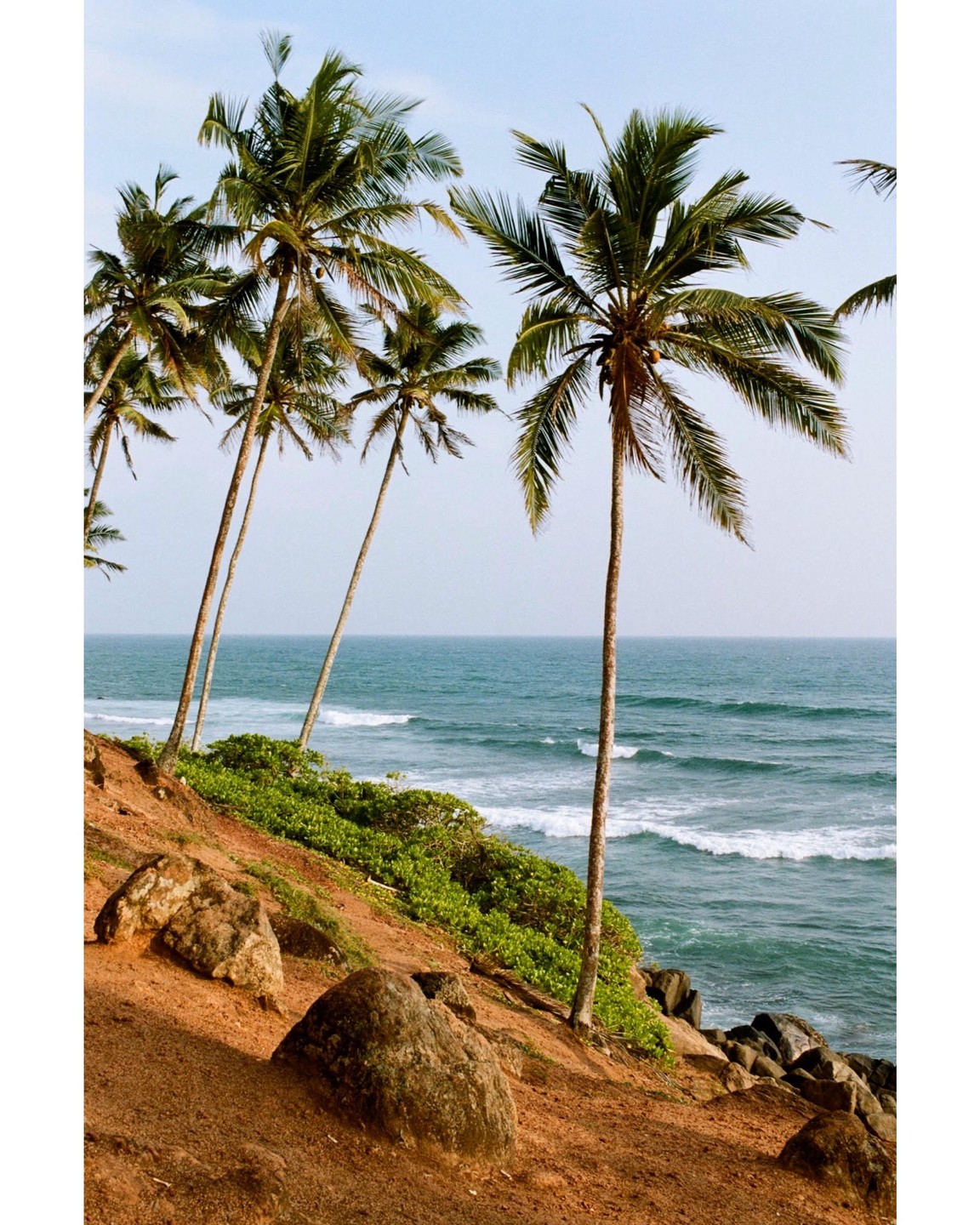 Palm trees grow on a red dirt cliff overlooking the ocean with waves crashing on the shore.