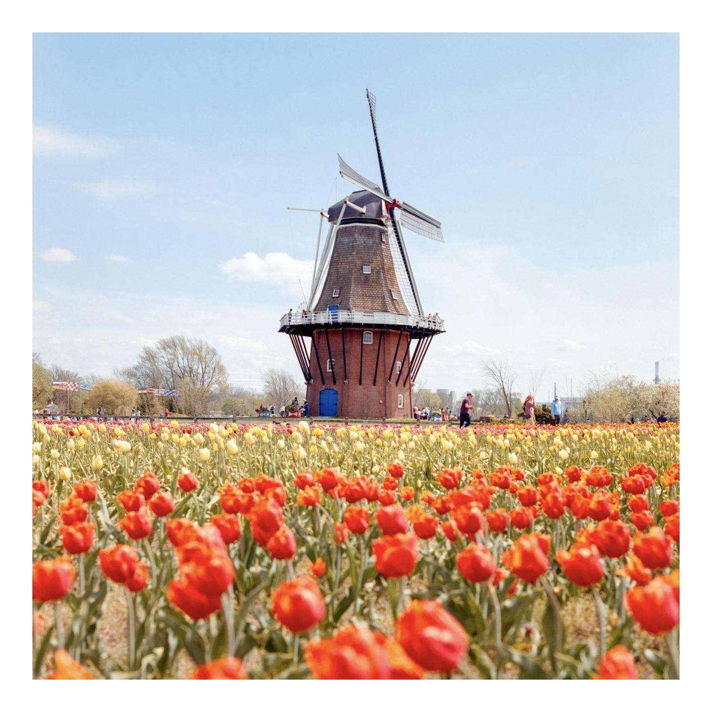 A large windmill stands behind a field of red and yellow tulips under a clear sky.