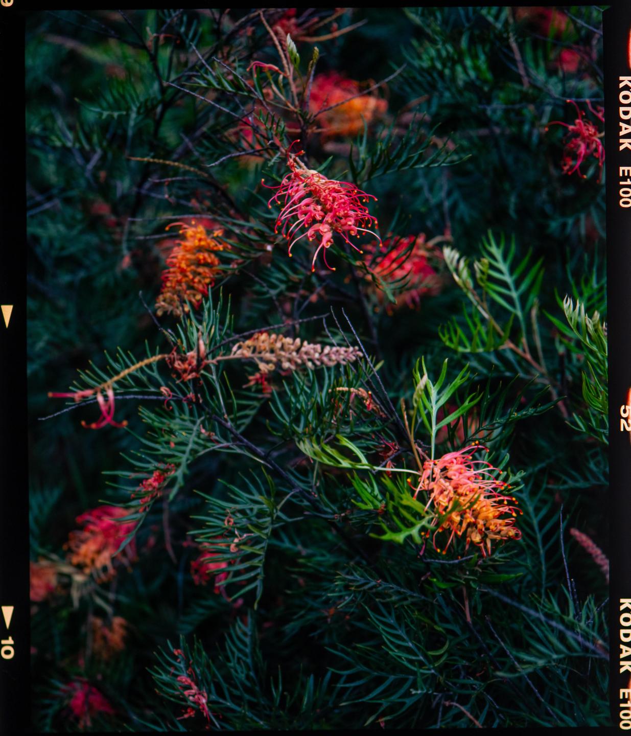 A close-up shot shows several red and orange grevillea flowers among green foliage.