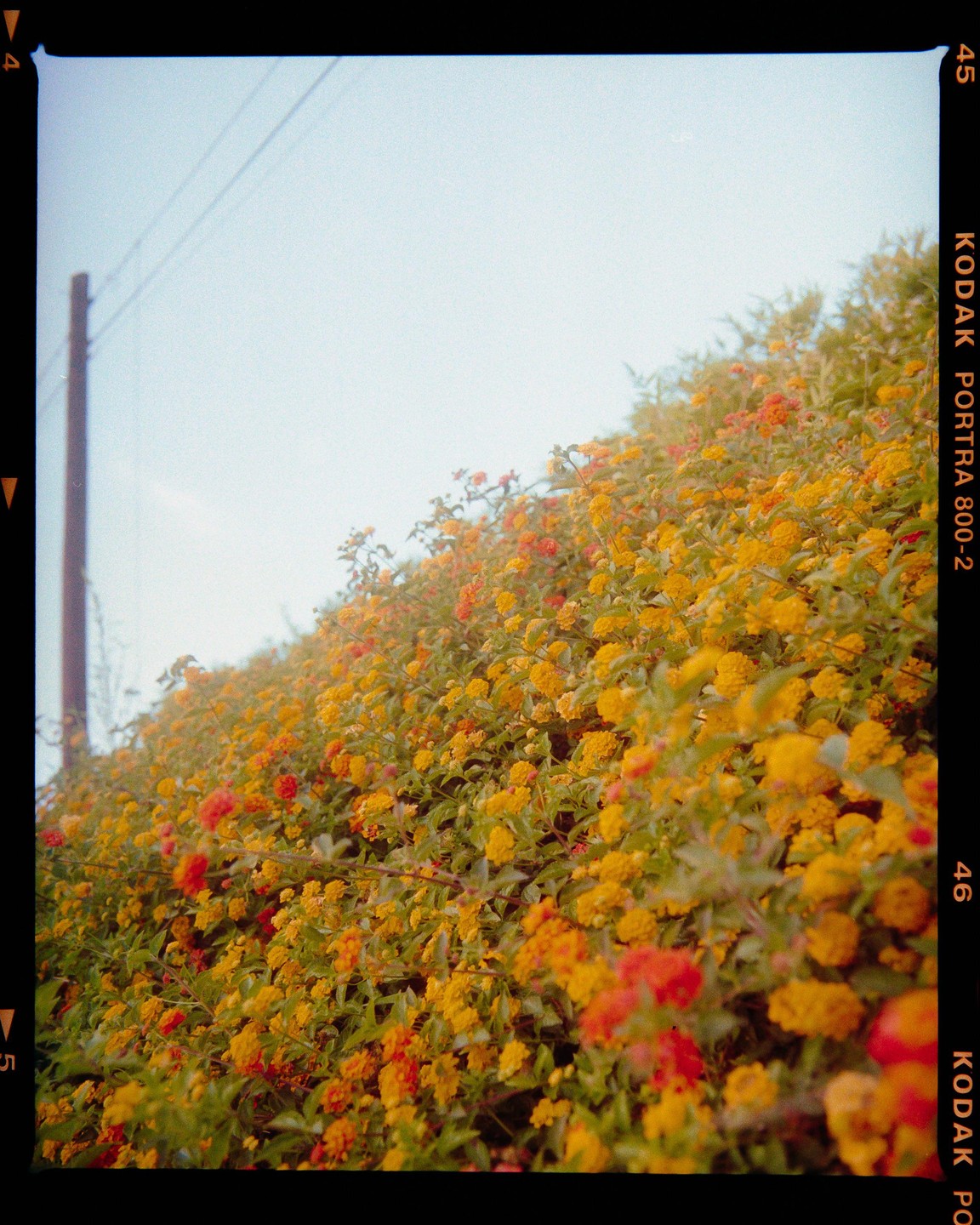A hillside is covered in yellow and orange flowers with a utility pole and wires visible against a bright sky.