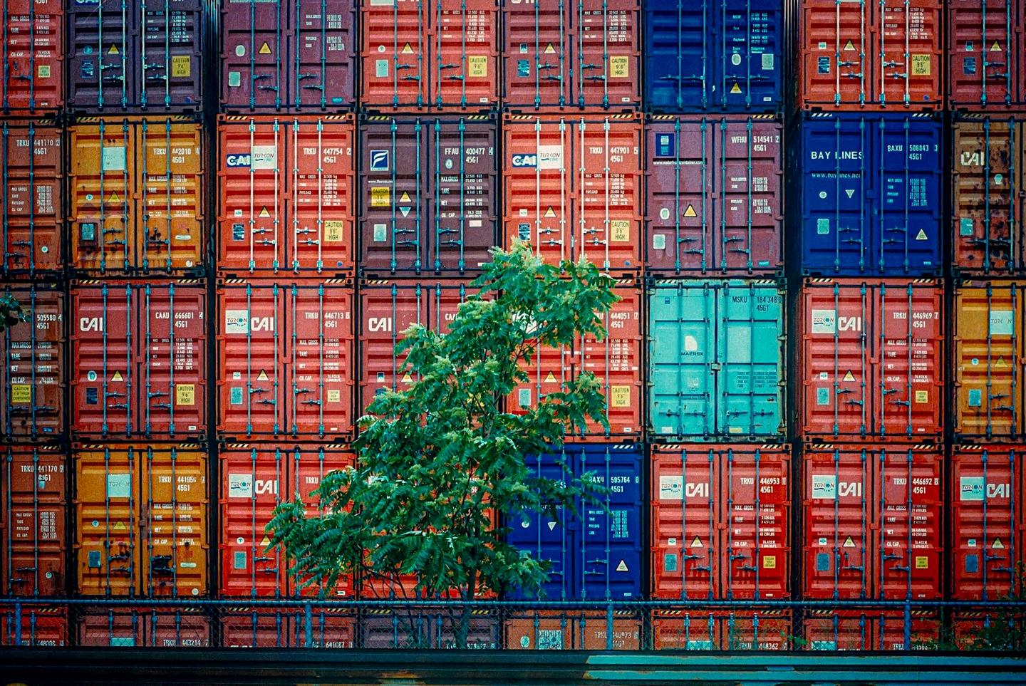 A green tree stands in front of a wall of stacked shipping containers.
