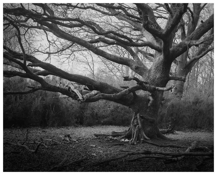 A large, gnarled tree with many branches dominates the frame, surrounded by fallen leaves and smaller trees in the background.