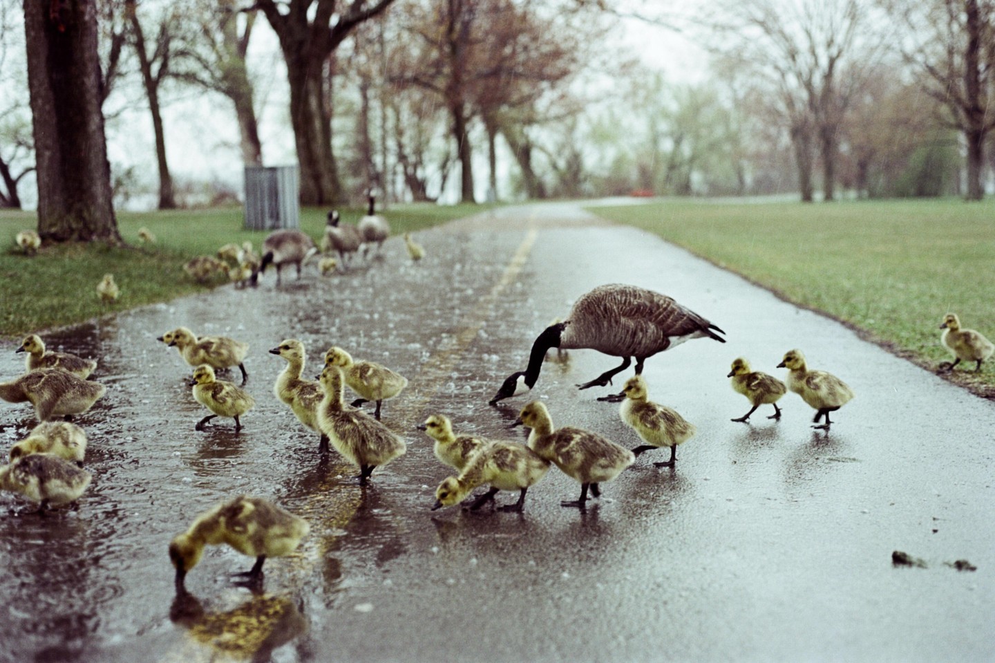 A large goose drinks from a puddle on a wet paved path, surrounded by many goslings, with trees and grass in the background.