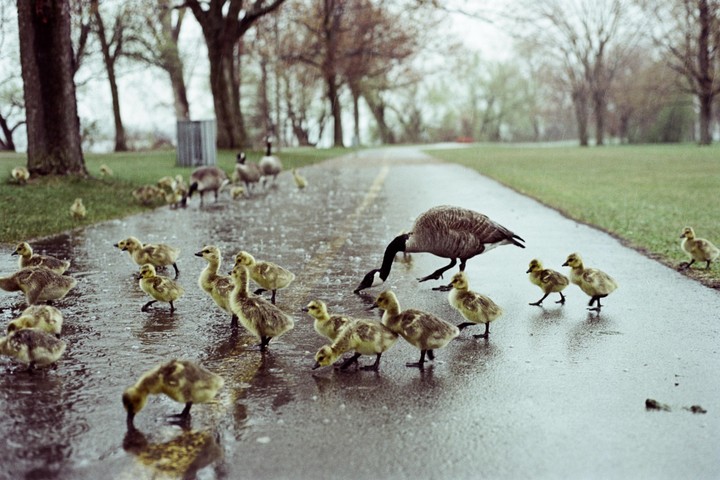 A large goose drinks from a puddle on a wet paved path, surrounded by many goslings, with trees and grass in the background.