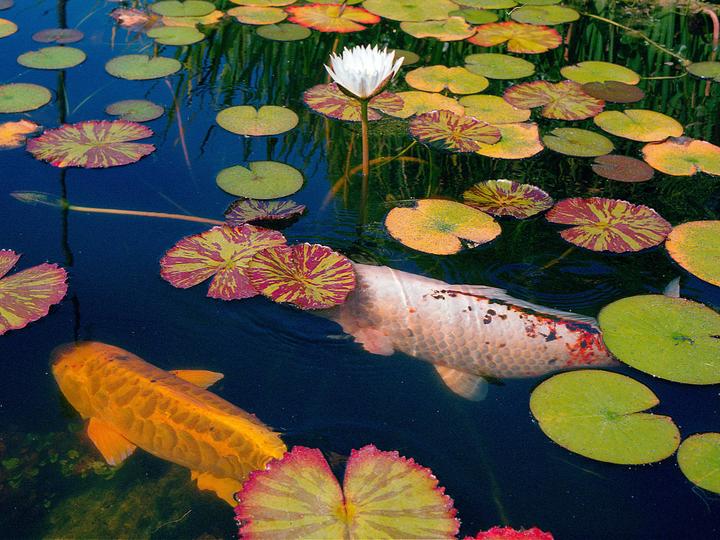 Two koi fish swim among lily pads and a water lily in a pond.