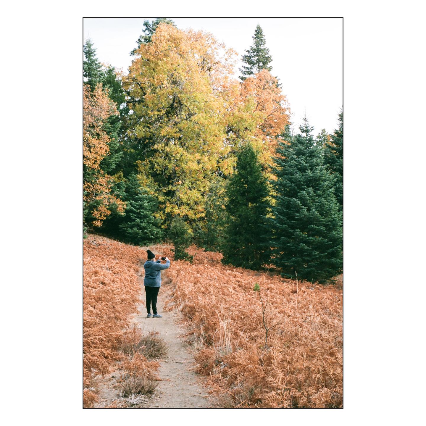 A person stands on a path surrounded by dried ferns and trees with autumn foliage.
